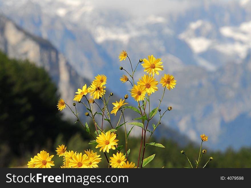Yellow flowers with in the foreground Dolomiti di Brenta