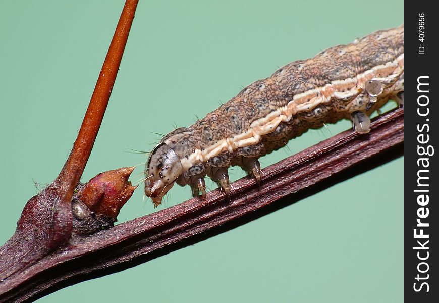 Just a picture of a caterpillar climbing a bench with spikes on it.