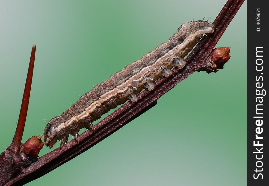 Just a picture of a caterpillar climbing a bench with spikes on it.