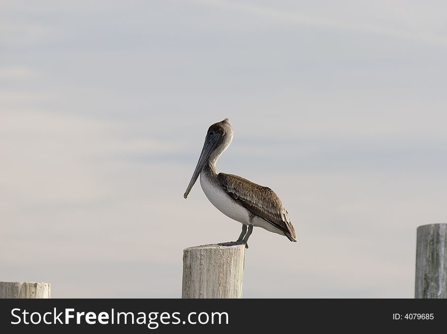 Close-up of a Pelican standing on a piling.