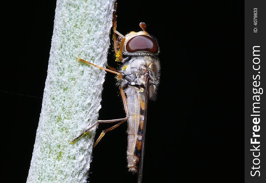 Razorsharp Fly