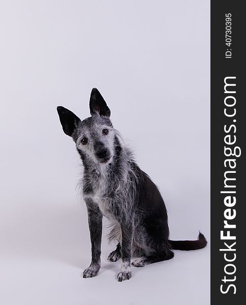 Cute little dog in front of white background. Cute little dog in front of white background
