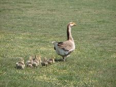 Goose Royalty Free Stock Photography Goose Royalty Free Stock Photography