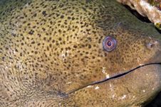 Giant Moray Stock Photos Giant Moray Stock Photos