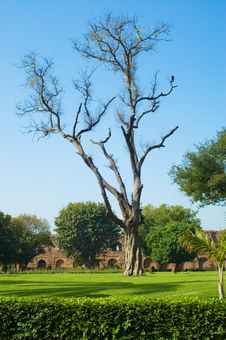 Old Tree In Old Fort Lawn Royalty Free Stock Image Old Tree In Old Fort Lawn Royalty Free Stock Image