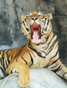 Tiger Yawning Royalty Free Stock Photos