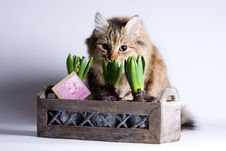 Cat Is Sneaking Behind The Flower Royalty Free Stock Photography Cat Is Sneaking Behind The Flower Royalty Free Stock Photography