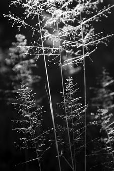 Wild Grass Royalty Free Stock Photo Wild Grass Royalty Free Stock Photo