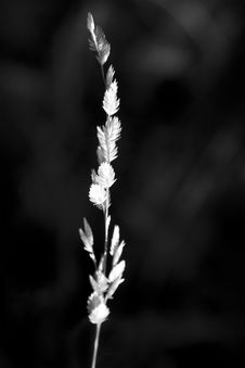 Wild Grass Stock Photo Wild Grass Stock Photo