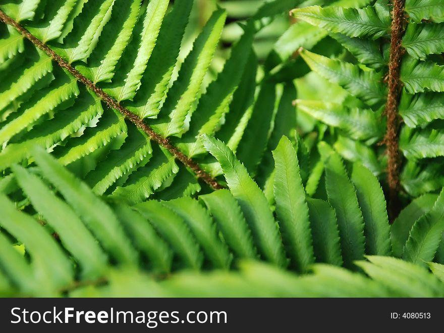 Bright green leaves of a fern in the forest