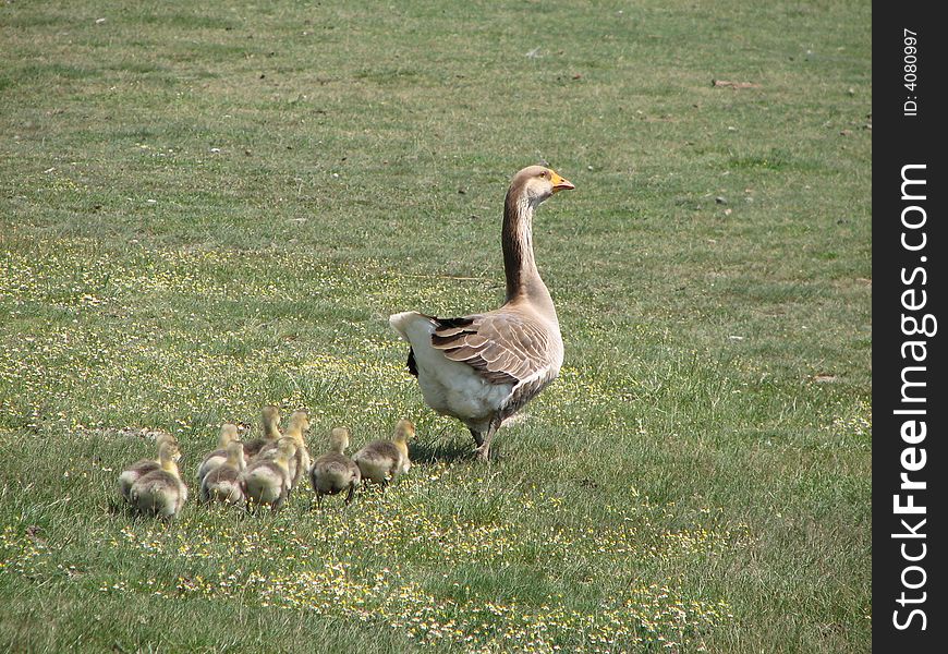 Mother goose with her nice goslings