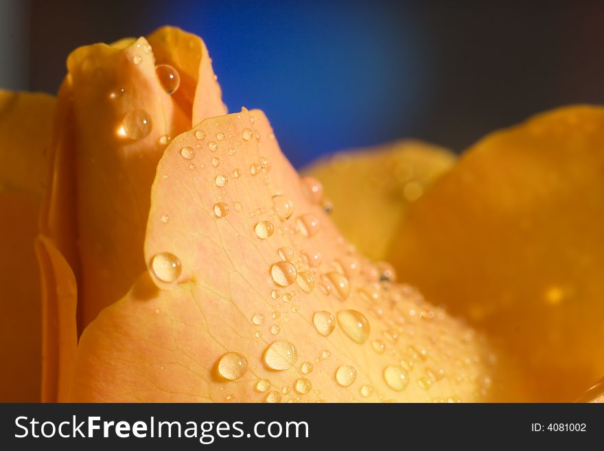 Macro image of dark orange rose with water droplets