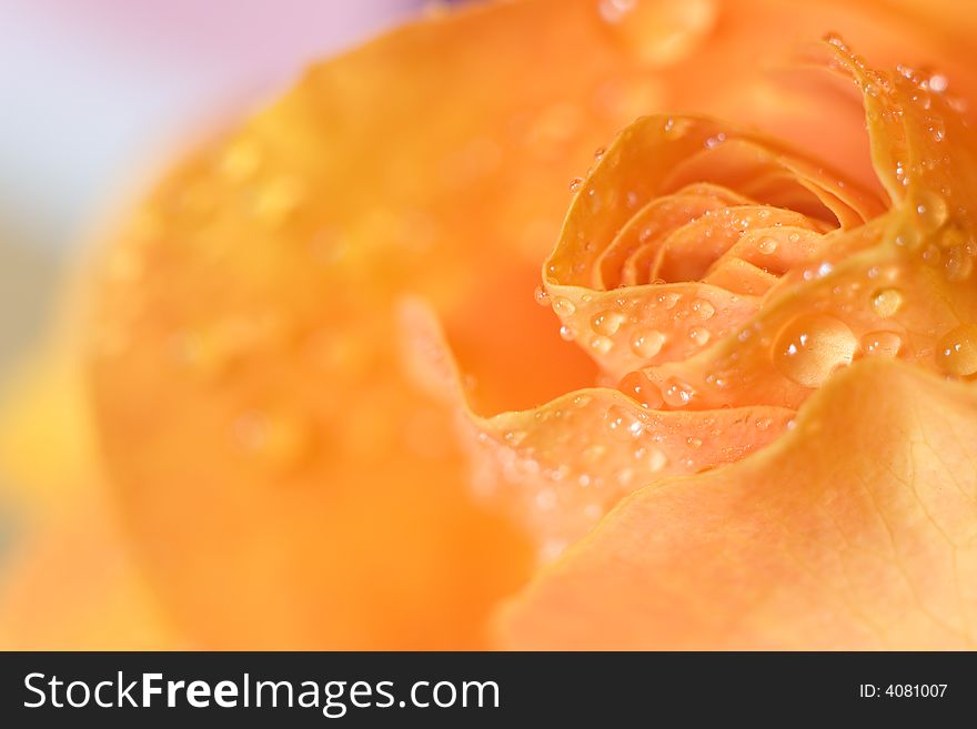 Macro image of dark orange rose with water droplets