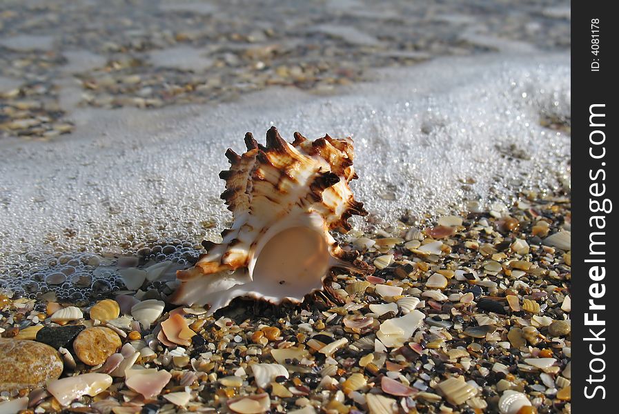 Sea Shell