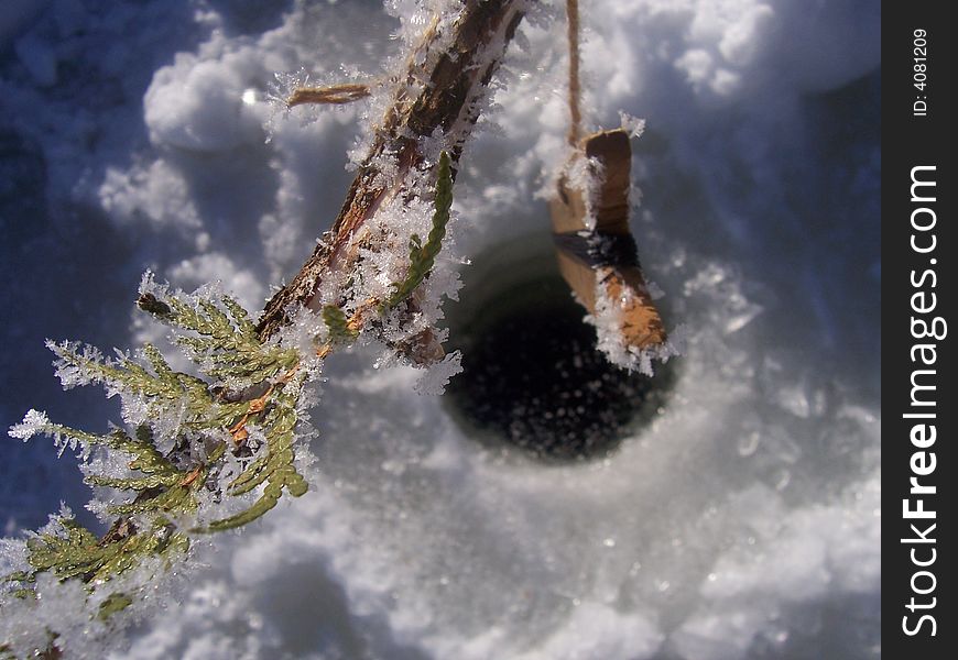 Frozen cedar branches suspending an ice fishing line. Frozen cedar branches suspending an ice fishing line.