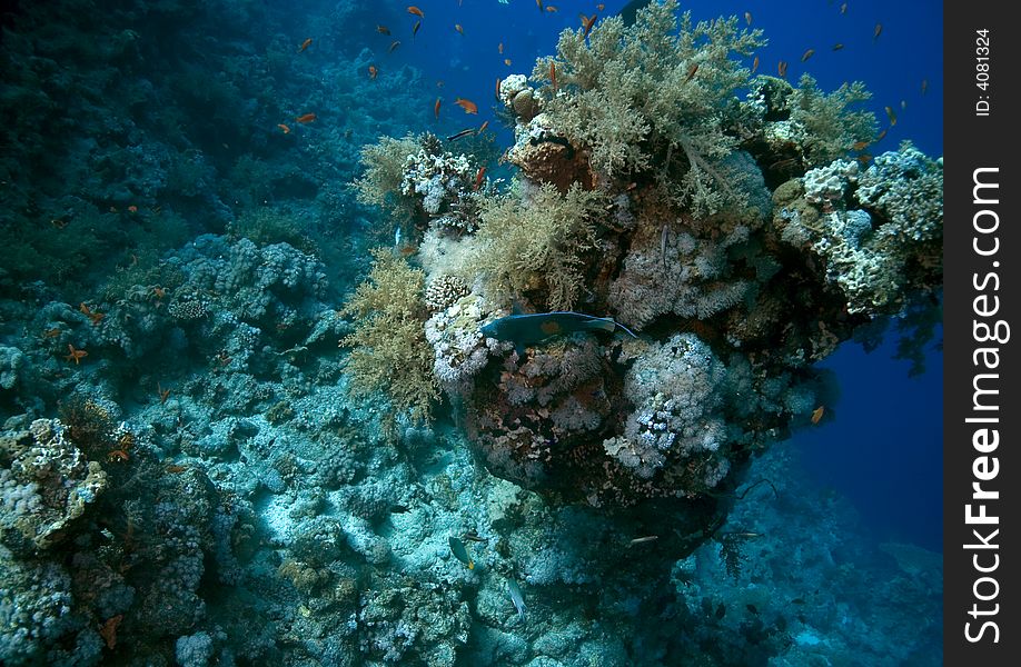 Coral taken in Ras mohammed, Sharm el sheikh