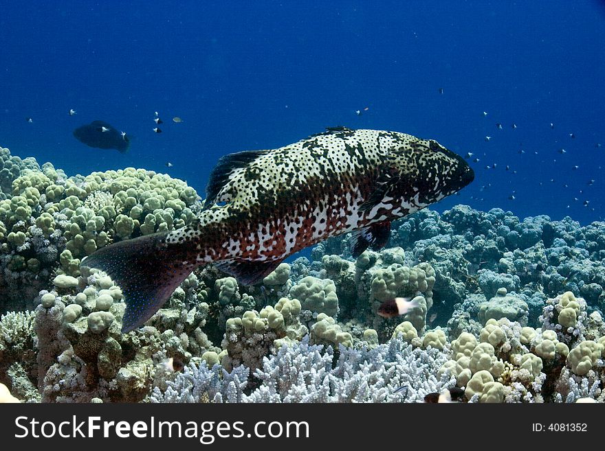 Red sea coral grouper (plecropomus pessuliferus)