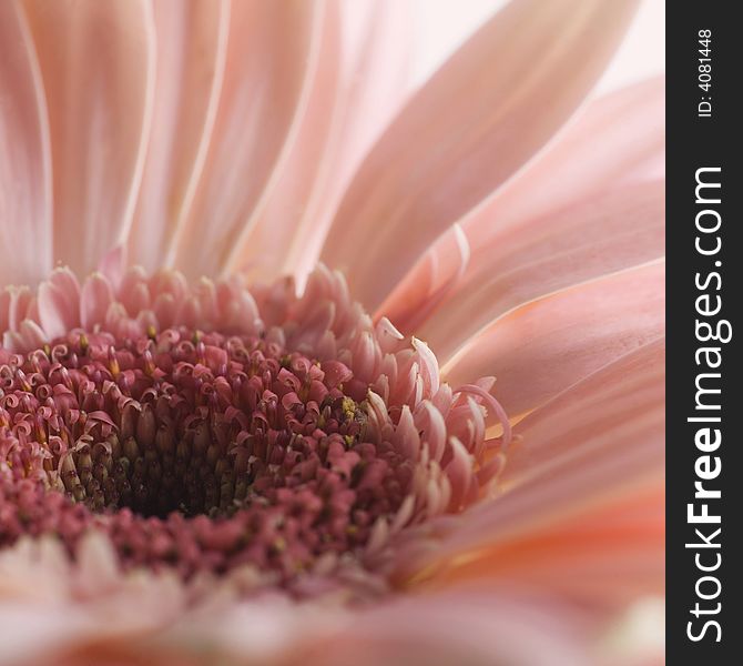 Studio close of a flower. Studio close of a flower