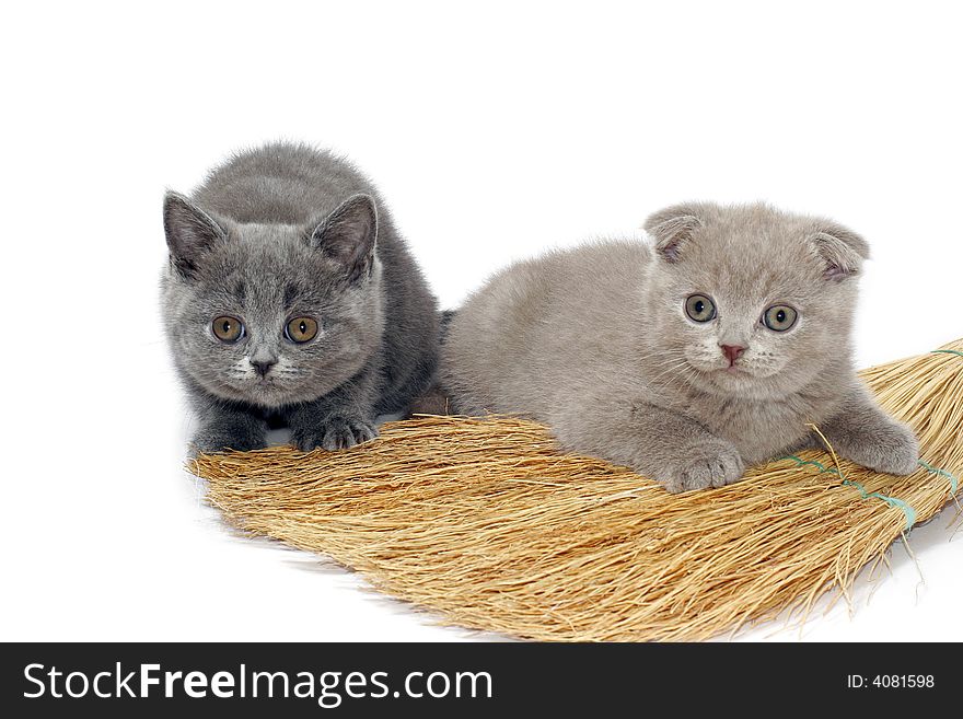 Two varicolored kitties sit beside besom. Two varicolored kitties sit beside besom