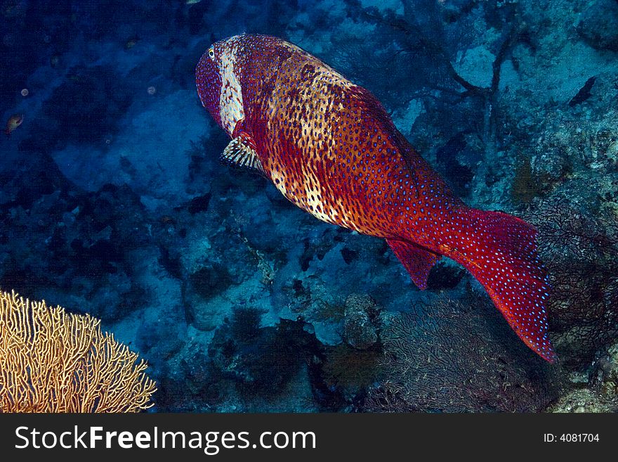 Red sea coral grouper (plecropomus pessuliferus)