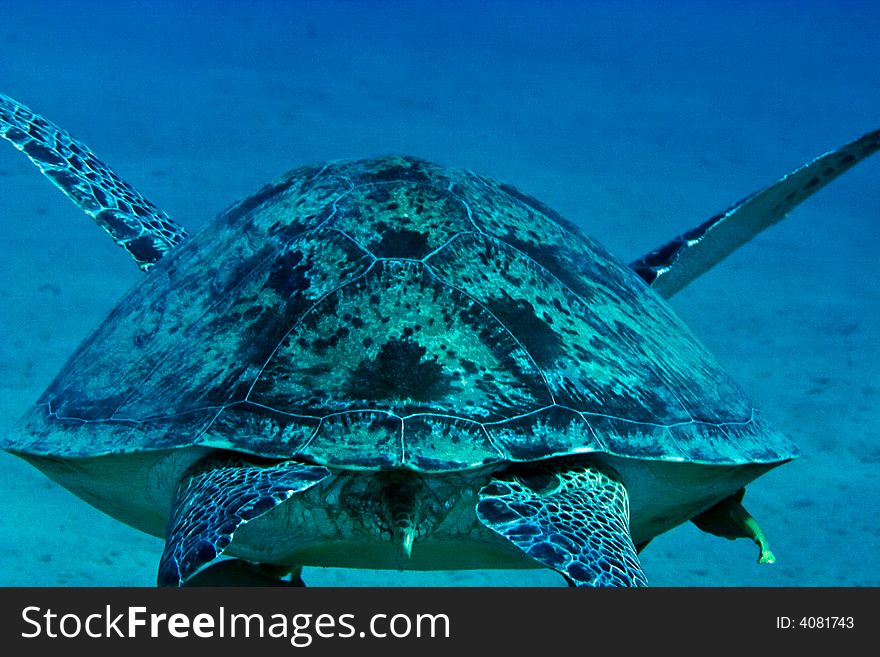 Green turtle (chelonia mydas) taken in Na'ama bay, Sharm el sheikh