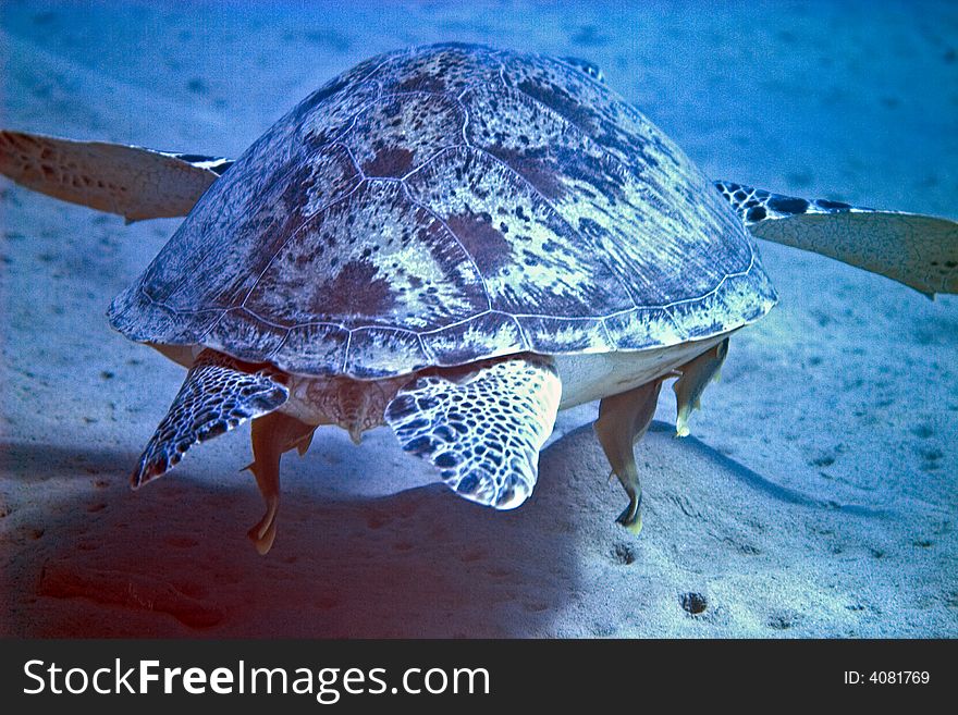 Green turtle (chelonia mydas) taken in Na'ama bay, Sharm el sheikh