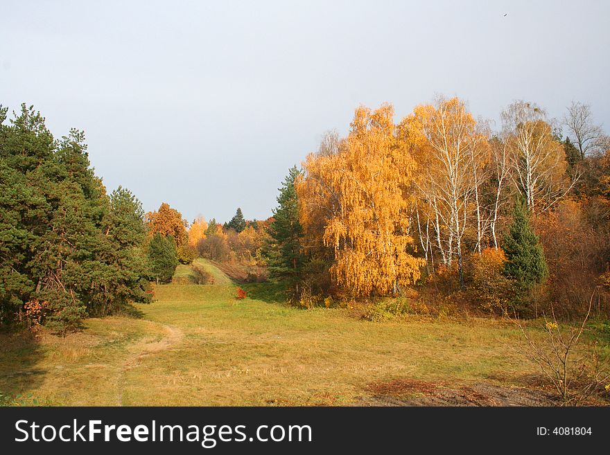 Forest At Autumn