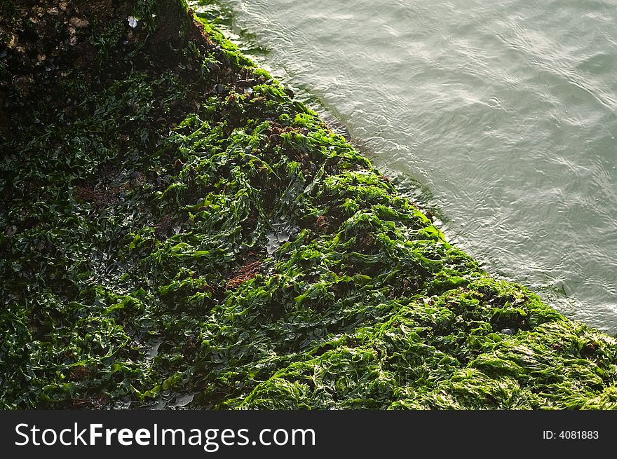 Moss on the step stone