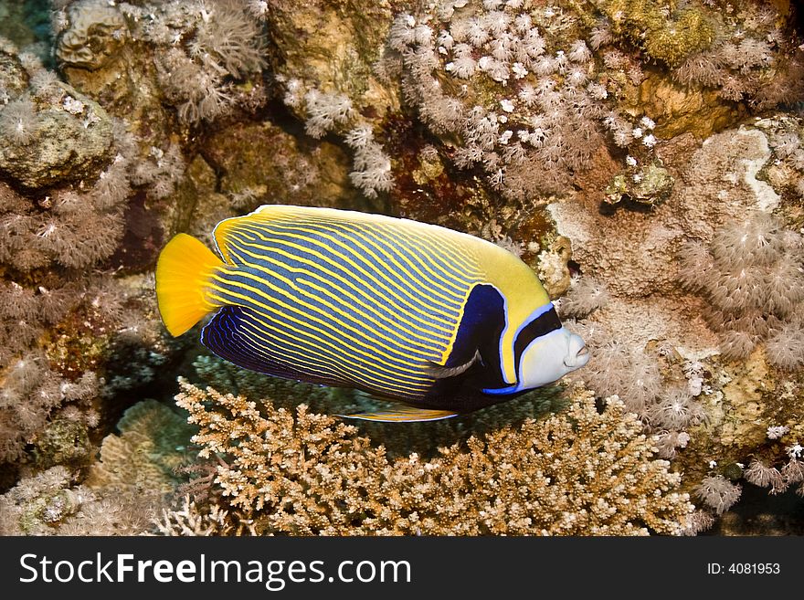 Emperor angelfish (pomacanthus imperator) taken at sofitel house reef