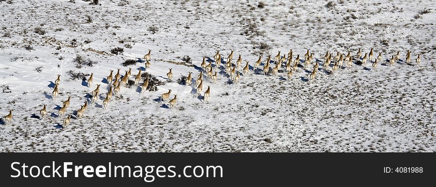 GROUP OF BIGHORN SHEEP