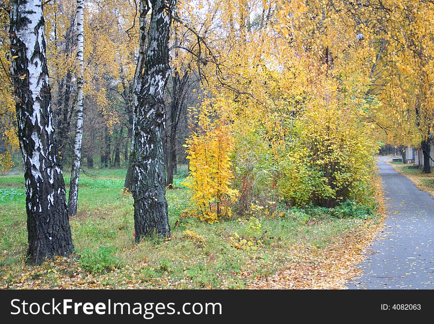 Birch trees alley in the autumn