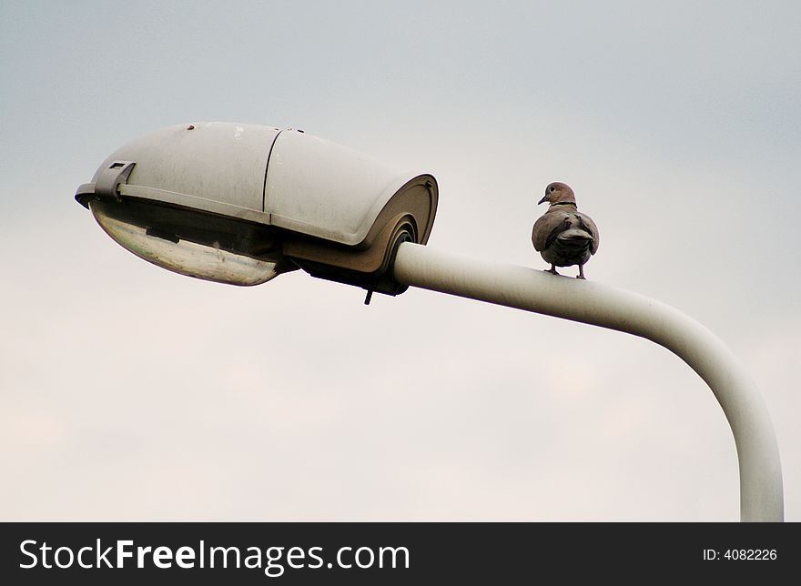 A nice little pigeon on the lamp