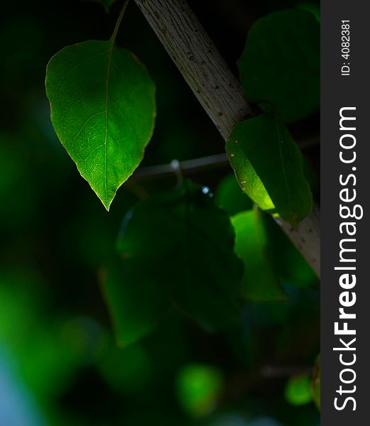 Beautiful green leave with sunshine in bright sunmmer