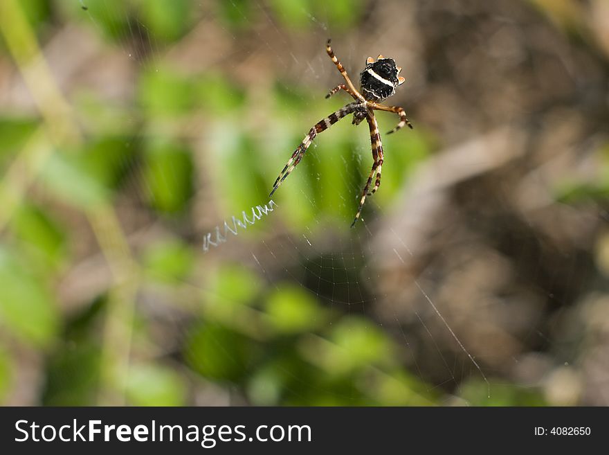 Spider and its net - found in Bahia Honda State Park, Florida.