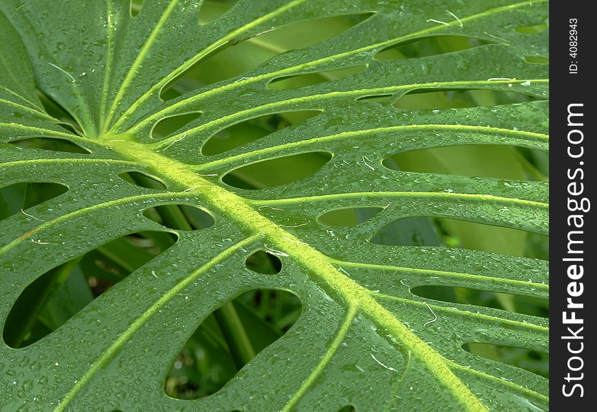 Green leaf with holes and water drops background. Green leaf with holes and water drops background