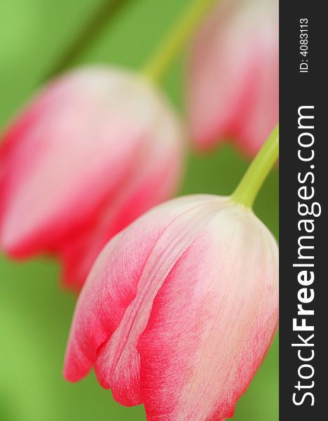 Pink tulips abstract - symbol of spring love :) Shallow DOF. Pink tulips abstract - symbol of spring love :) Shallow DOF.