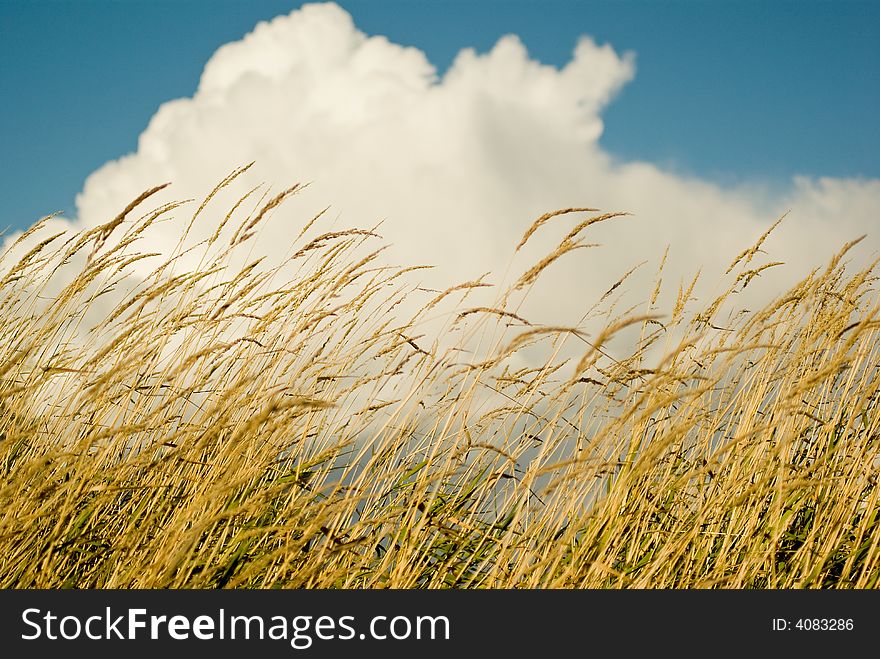 Golden Wheat against blue sky and white clouds