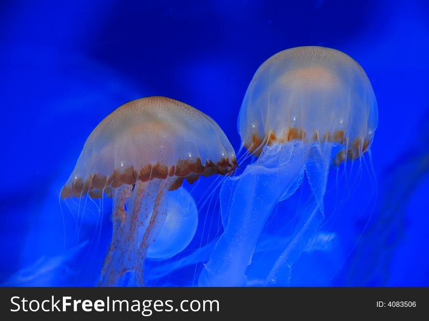 Jelly fish swimming in the aquarium