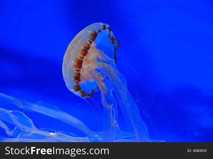 Jelly fish swimming in the aquarium