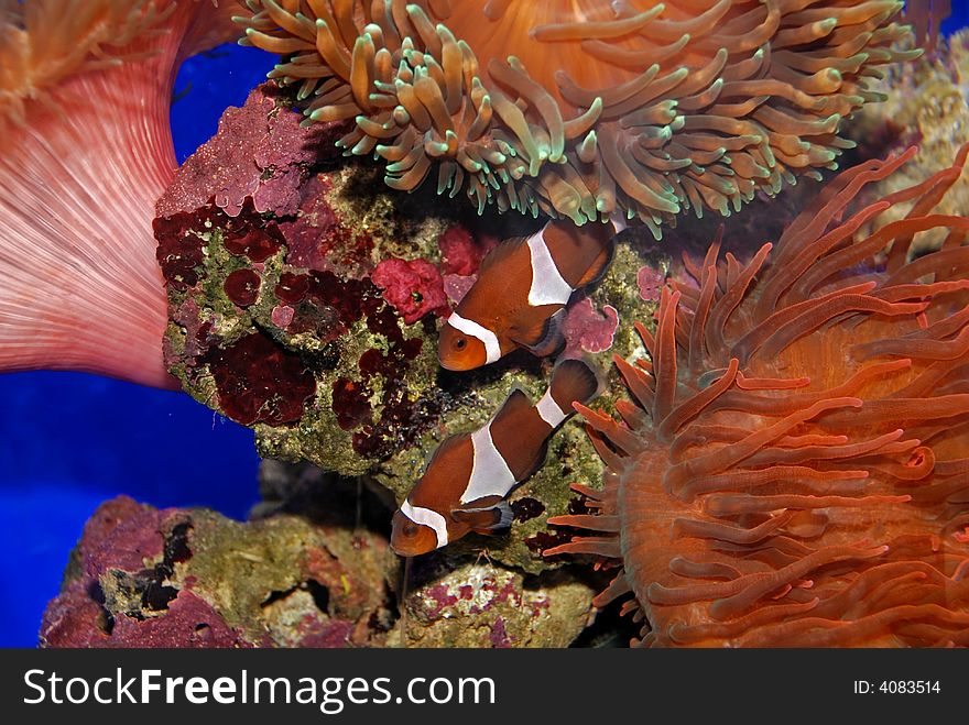 Colorful fish and coral swimming in the aquarium