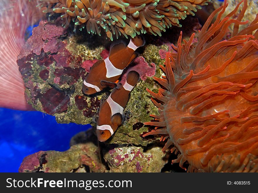 Colorful fish and coral swimming in the aquarium