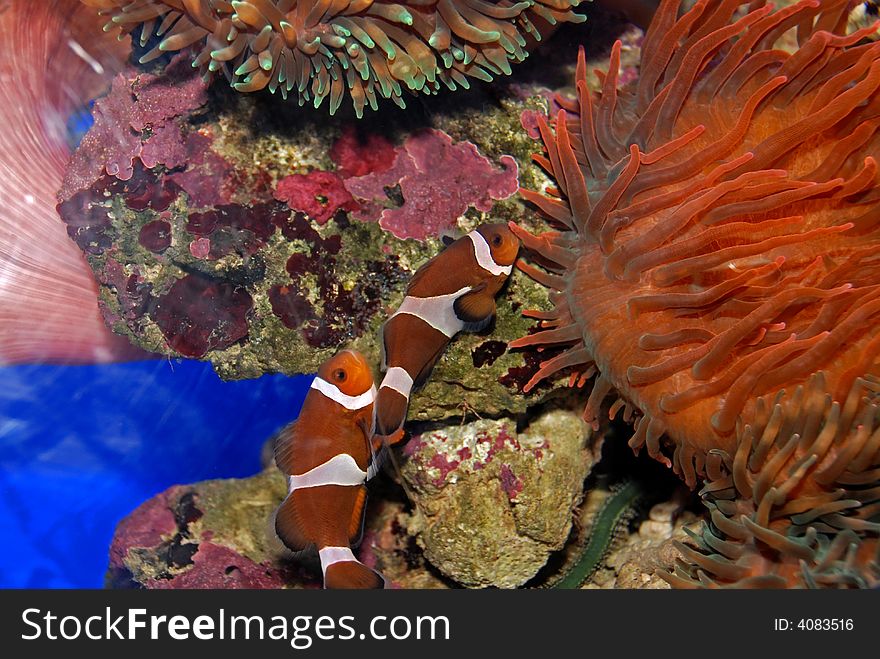 Colorful fish and coral swimming in the aquariums