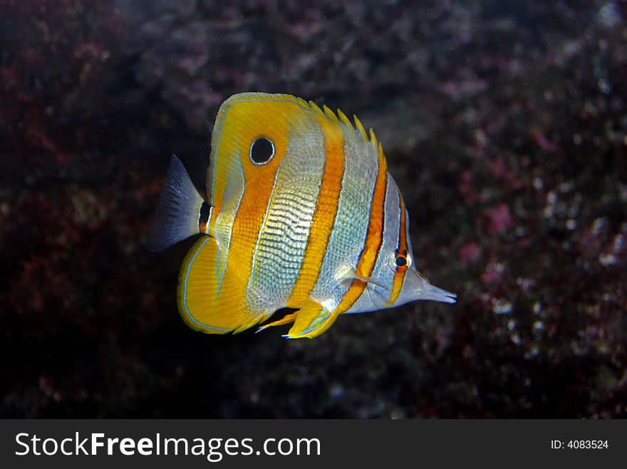 Colorful fish swimming in the aquariums