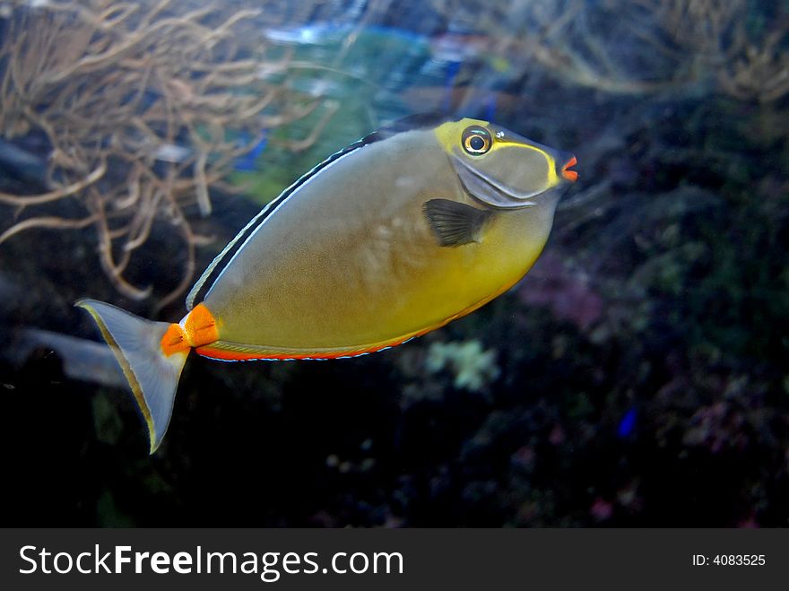 Colorful fish swimming in the aquariums