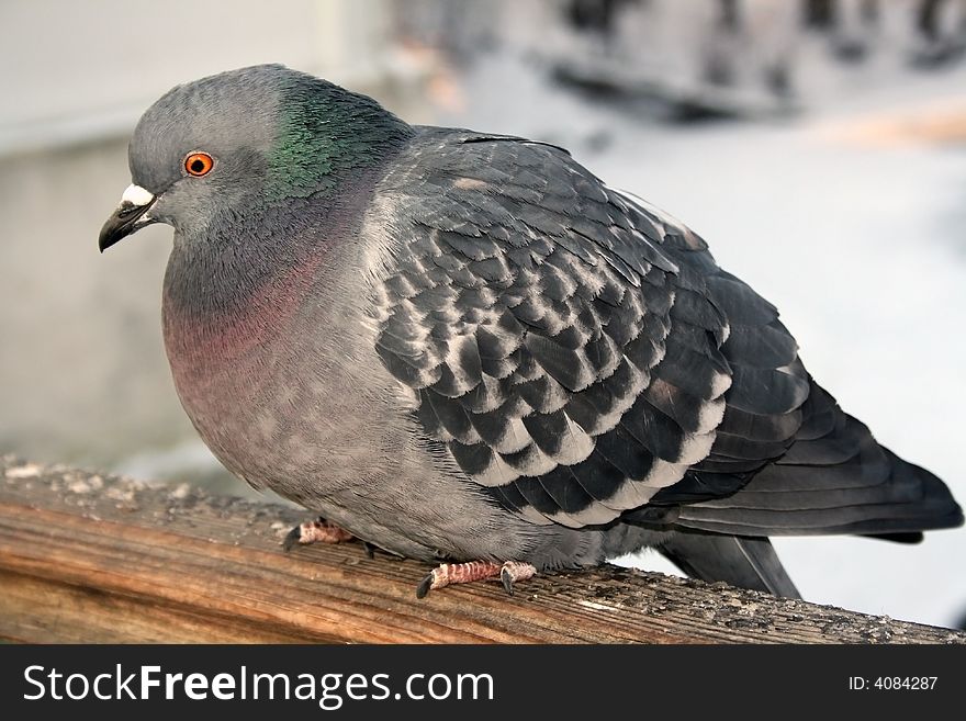 One pigeon in a city park in Moscow