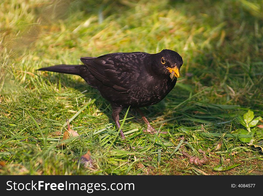 Blackbird with a knotted worm collecting food for its young chicks. Blackbird with a knotted worm collecting food for its young chicks