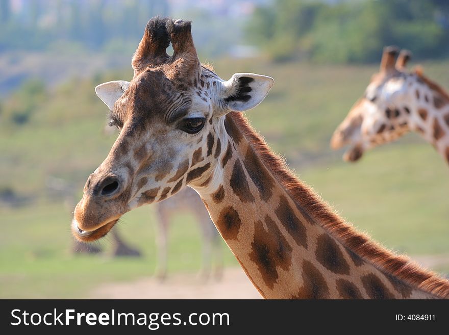 A Detail Of A Giraffe's Head