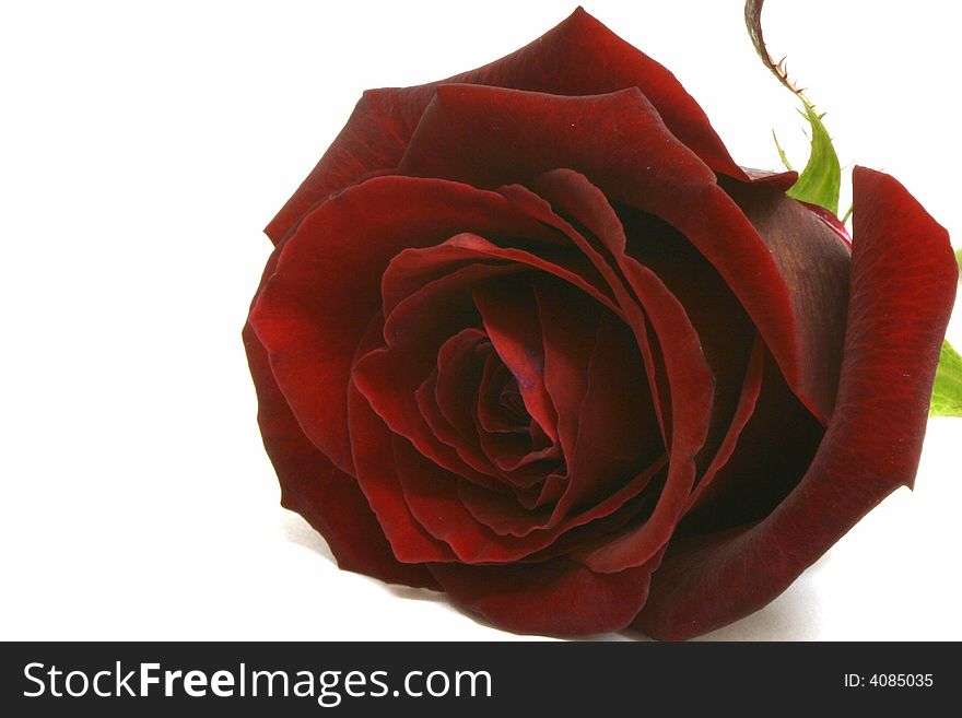 Beautiful red rose, perfect for symbolising love. Beautiful red rose, perfect for symbolising love.