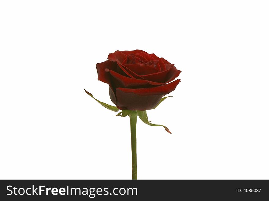 Beautiful red rose, perfect for symbolising love. Beautiful red rose, perfect for symbolising love.