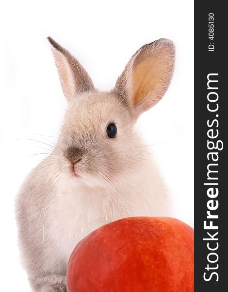 A rabbit isolated against white background